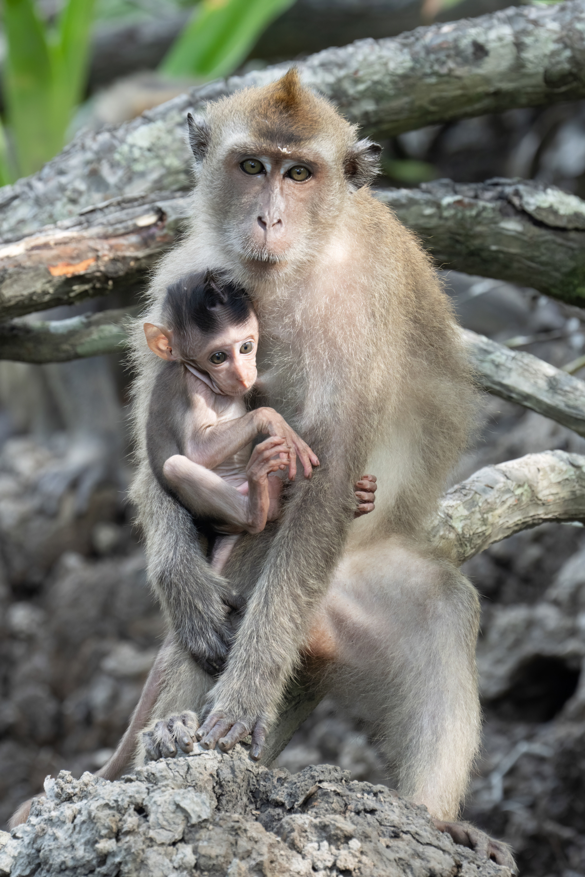 Crab-eating Macaque mother and baby (image by Inger Vandyke)