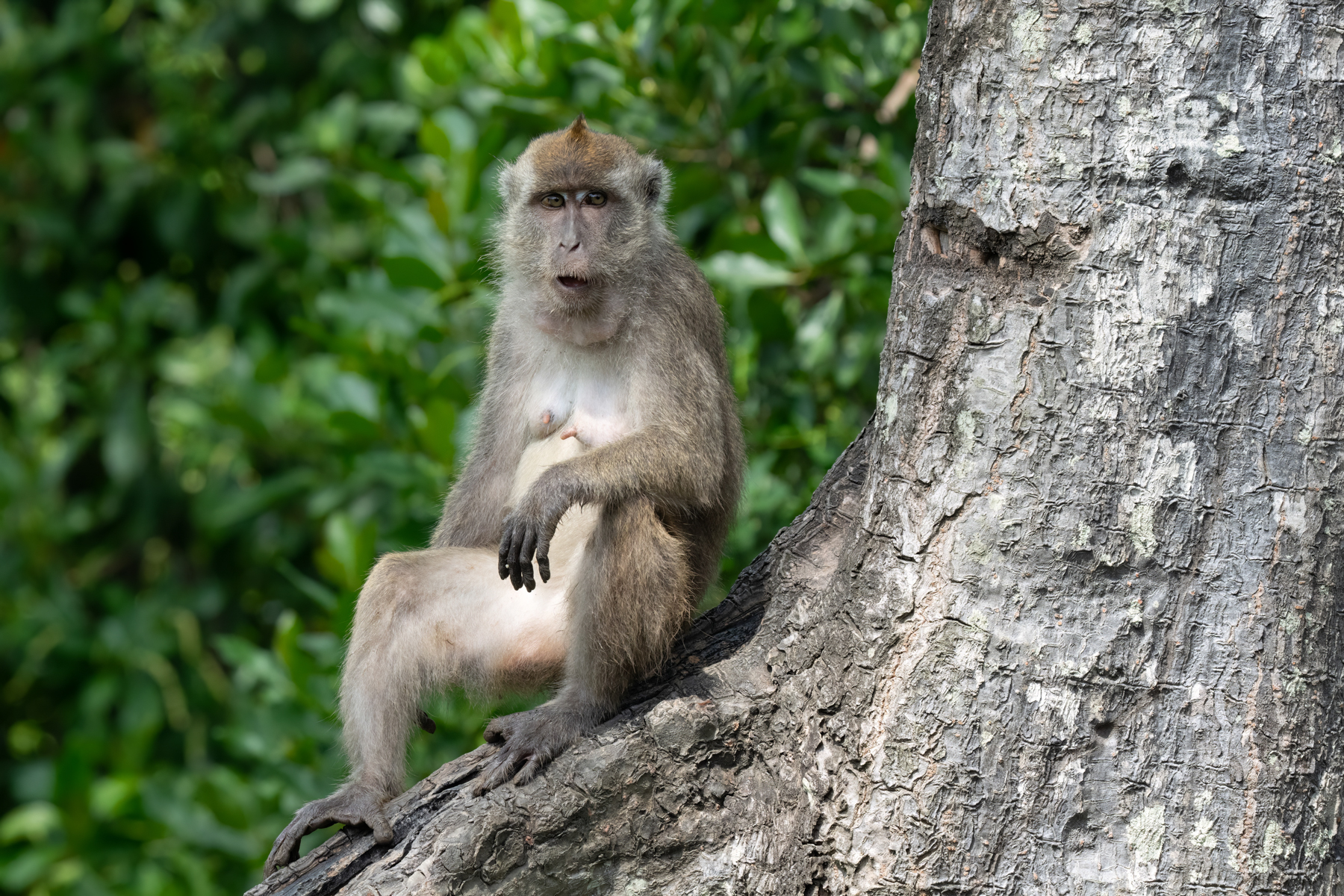 Crab-eating Macaque (image by Inger Vandyke)