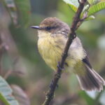 Darwin's Flycatcher (image by János Oláh)