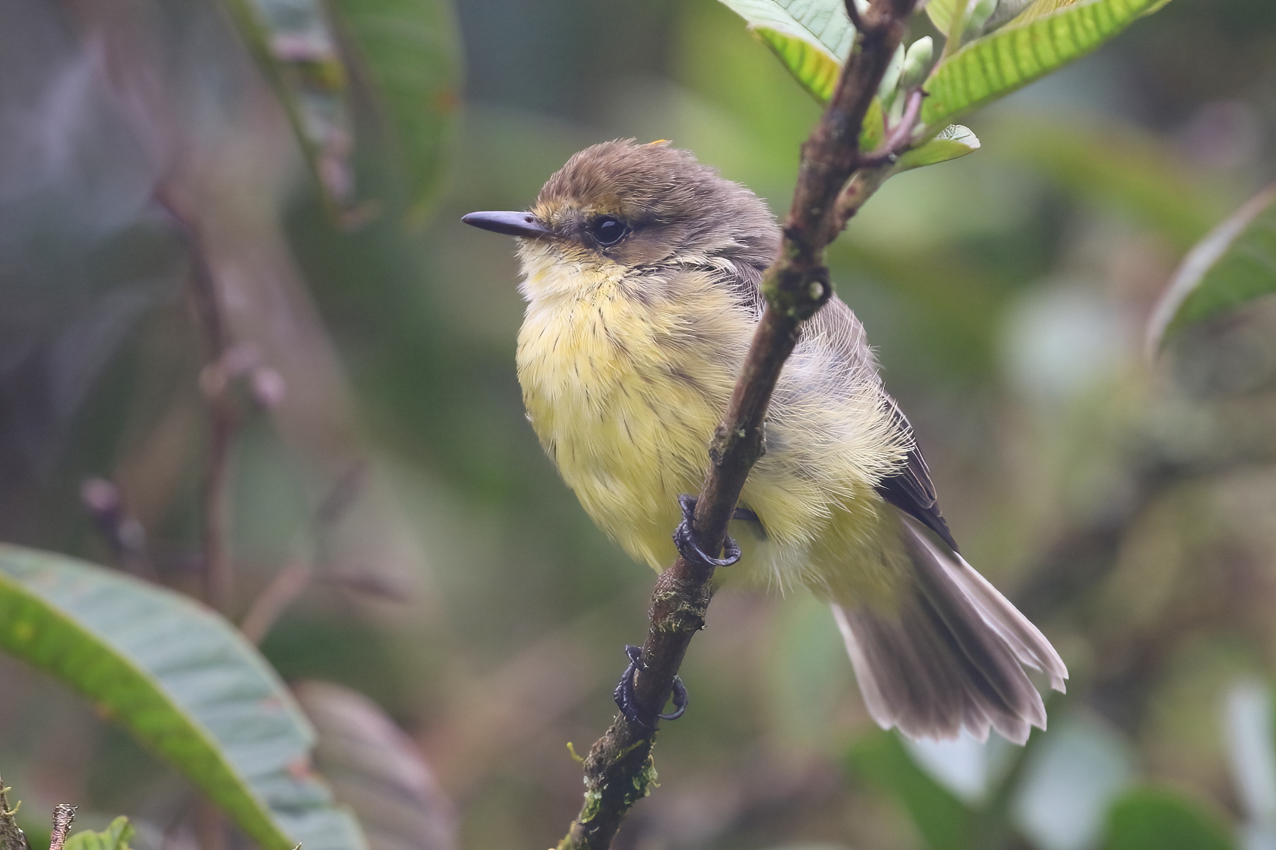 Darwin's Flycatcher (image by János Oláh)