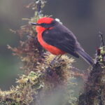 Darwin's Flycather (image by János Oláh)