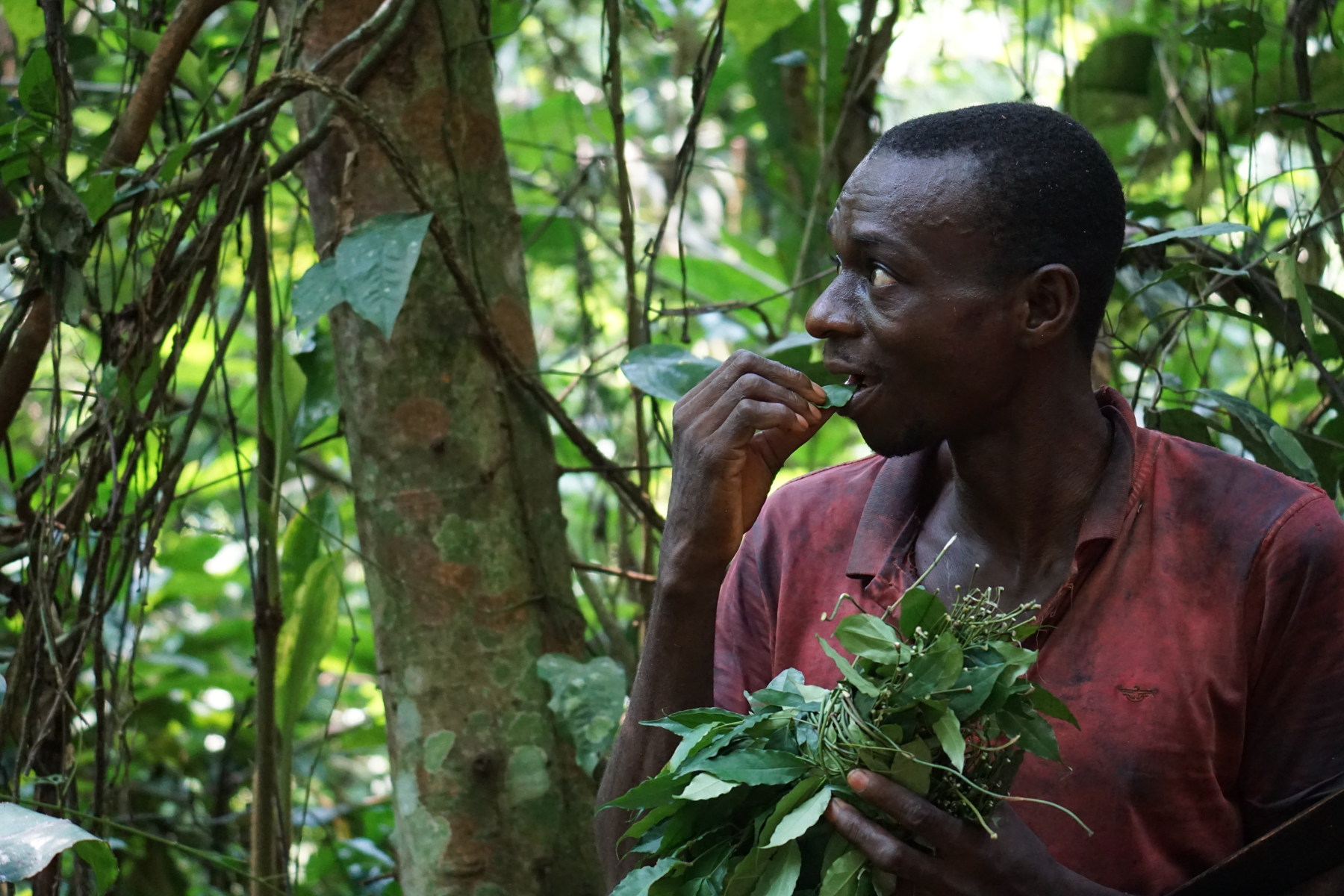 Exploring the world of edible forest plants with the Ba'aka (image by Expeditions Ducret)