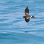 Elliot's Storm Petrel (image by János Oláh)