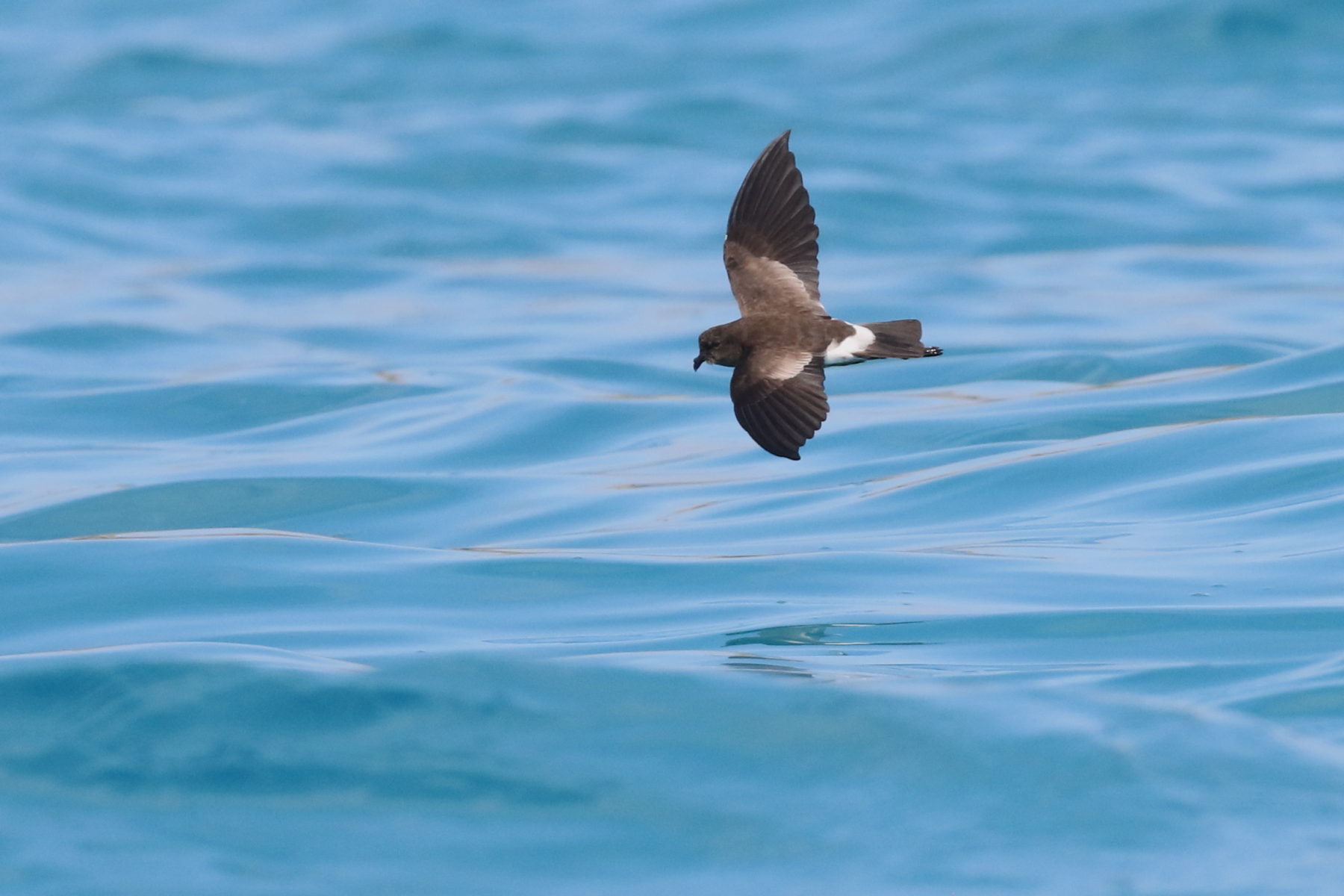 Elliot's Storm Petrel (image by János Oláh)