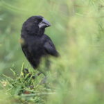 Espanola Cactus Finch (image by János Oláh)
