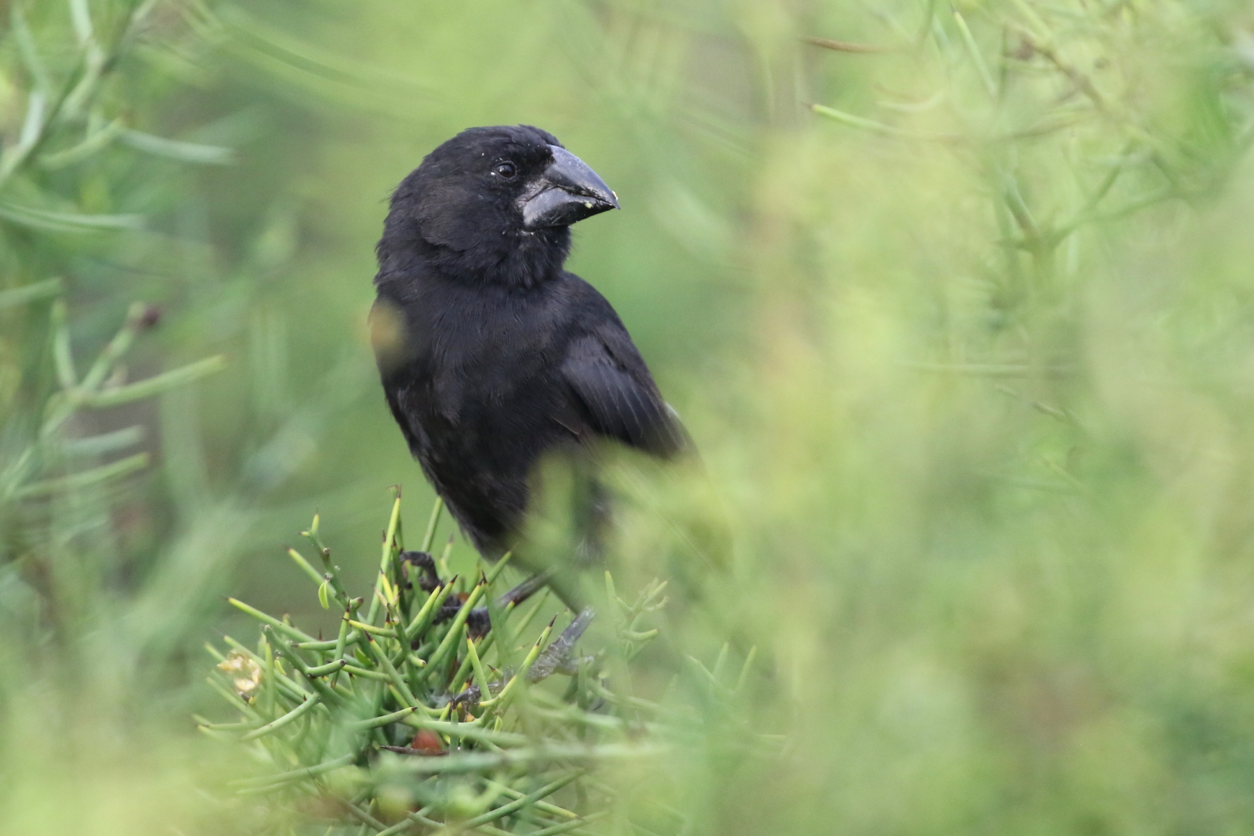 Espanola Cactus Finch (image by János Oláh)