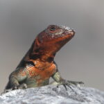 Espanola Lava Lizard (image by János Oláh)
