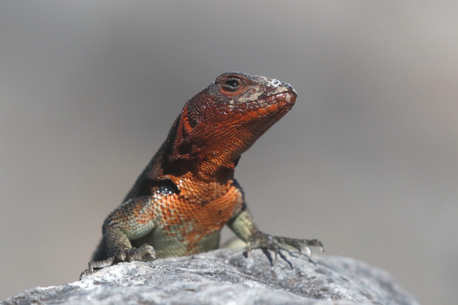 Espanola Lava Lizard (image by János Oláh)