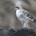 Espanola Mockingbird (image by János Oláh)