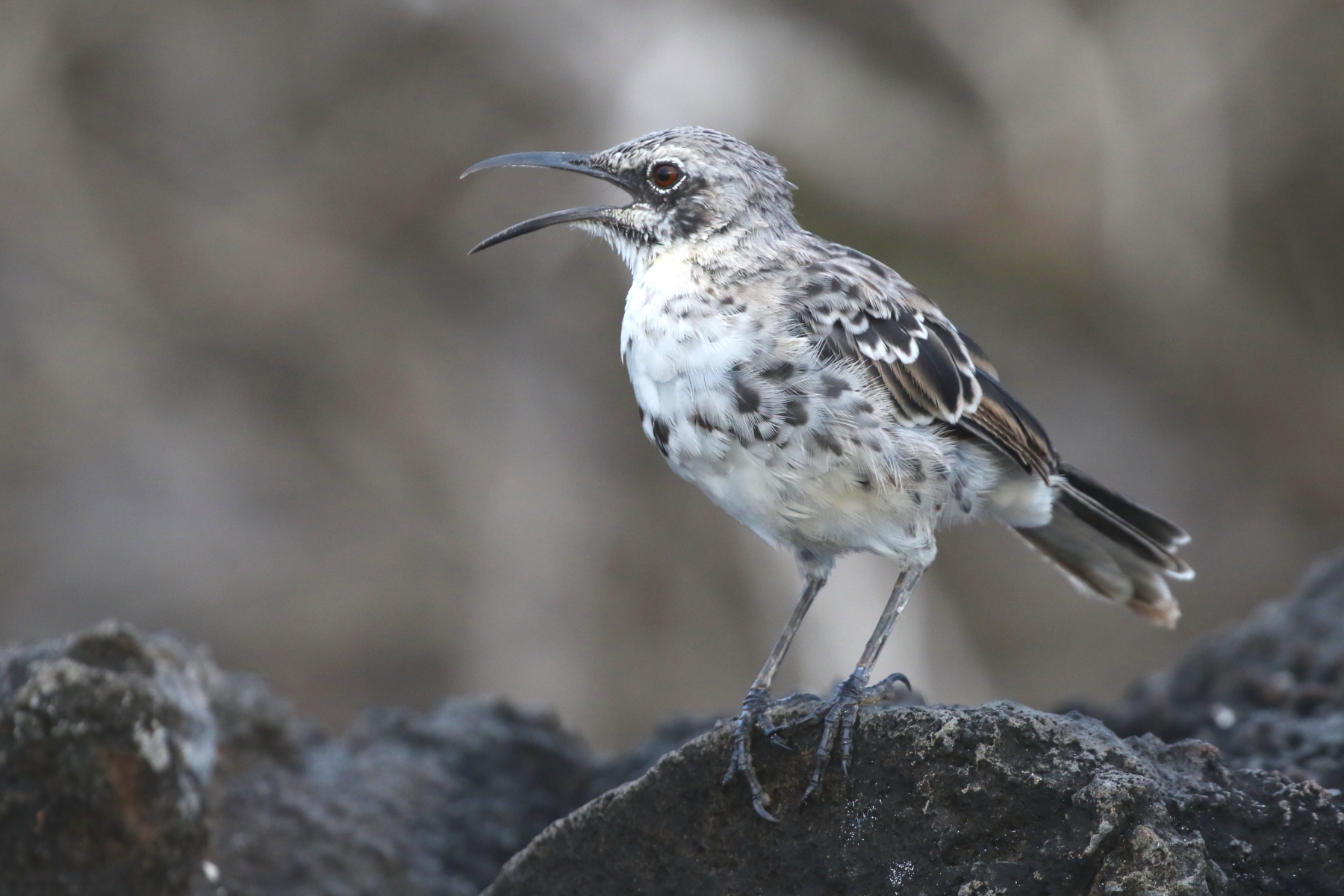Espanola Mockingbird (image by János Oláh)
