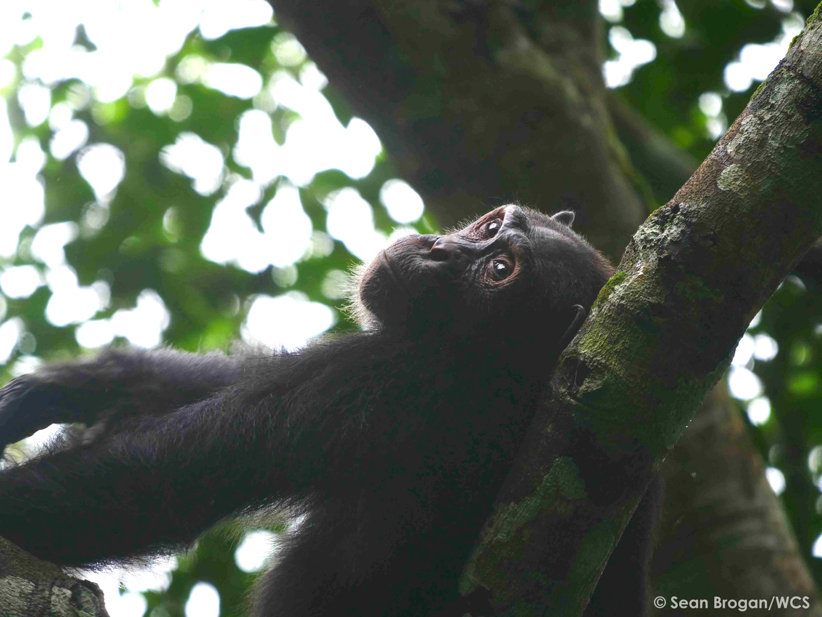 A female Chimpanzee resting from the heat of the day (image by Sean Brogan)