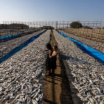A young woman works with her baby in hand at one of Bangladesh's largest fish drying yards (image by Yousuf Tushar)