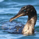Flightless Cormorant (image by János Oláh)