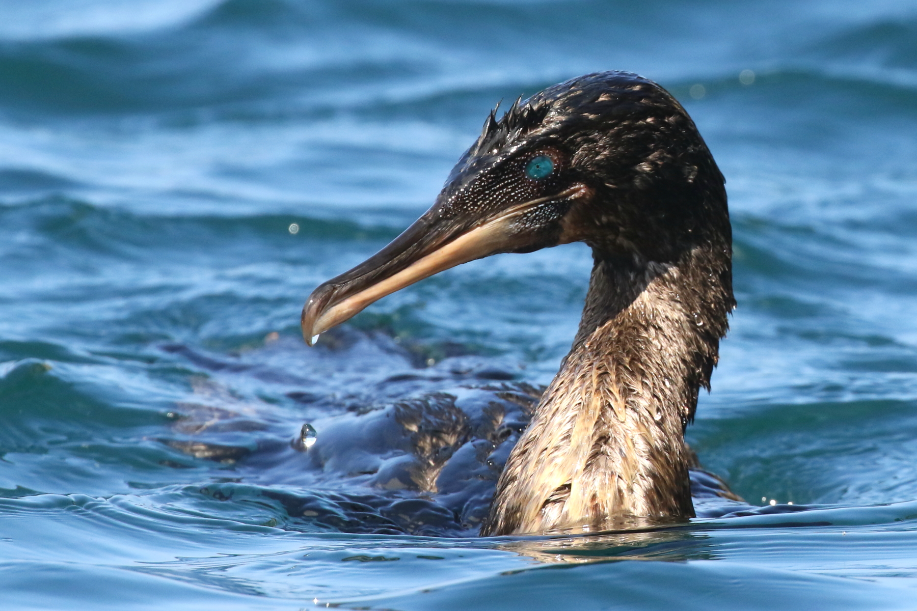 Flightless Cormorant (image by János Oláh)