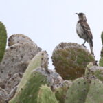 Floreana Mockingbird (image by János Oláh)