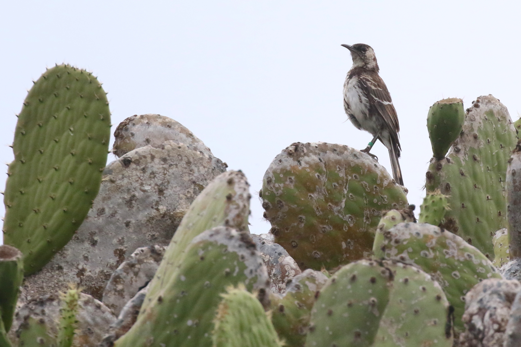 Floreana Mockingbird (image by János Oláh)