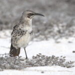 Floreana Mockingbird (image by János Oláh)