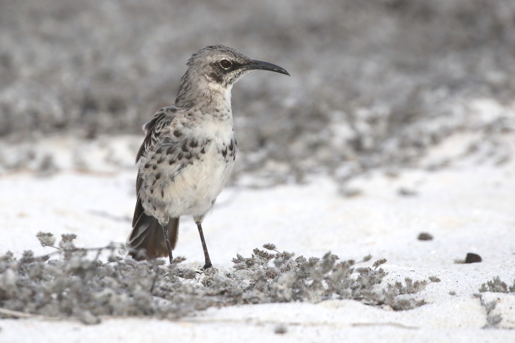 Floreana Mockingbird (image by János Oláh)