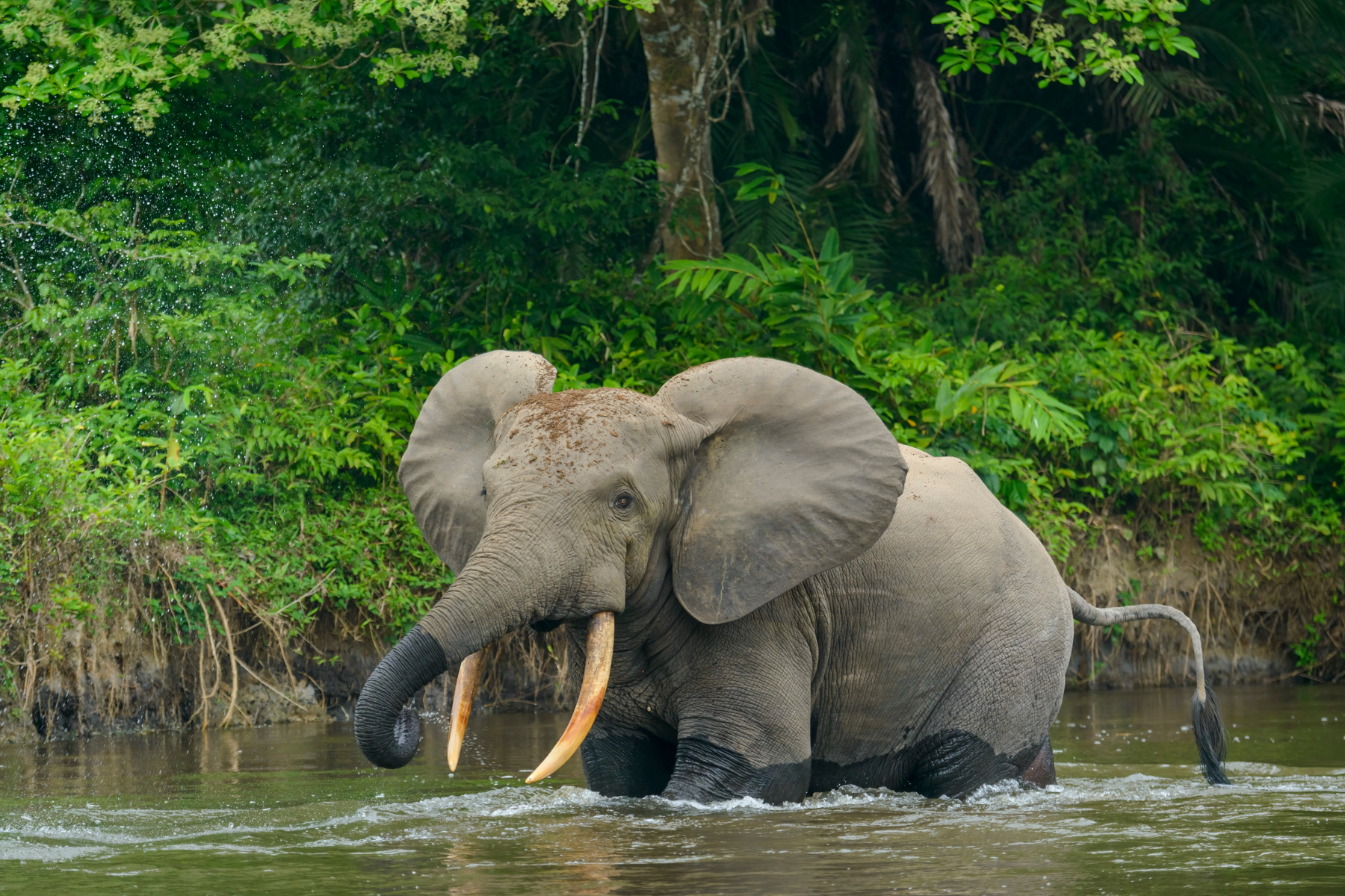 African forest elephants are always a highlight of any trip into the Congo