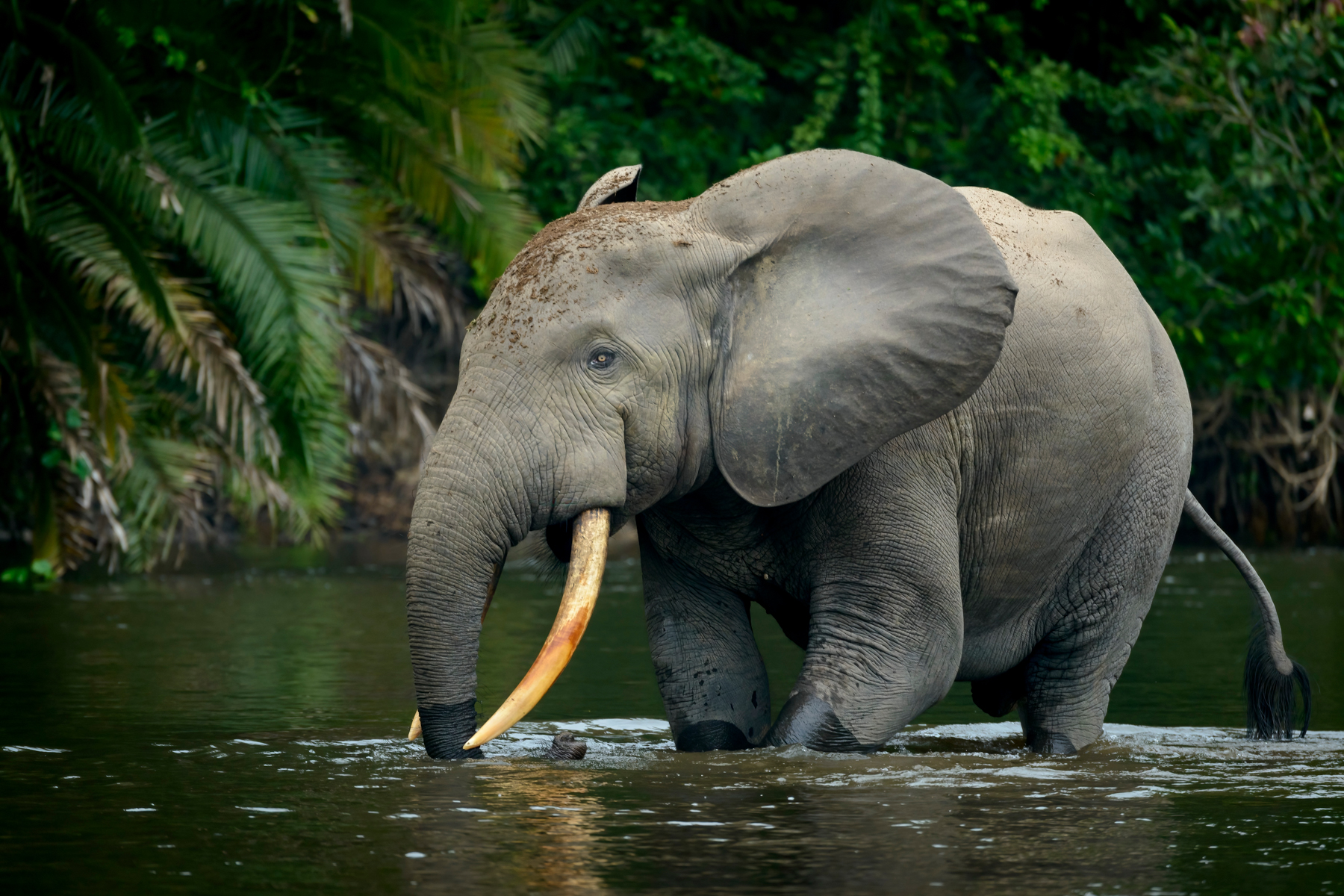 Close up of a charismatic Forest Elephant