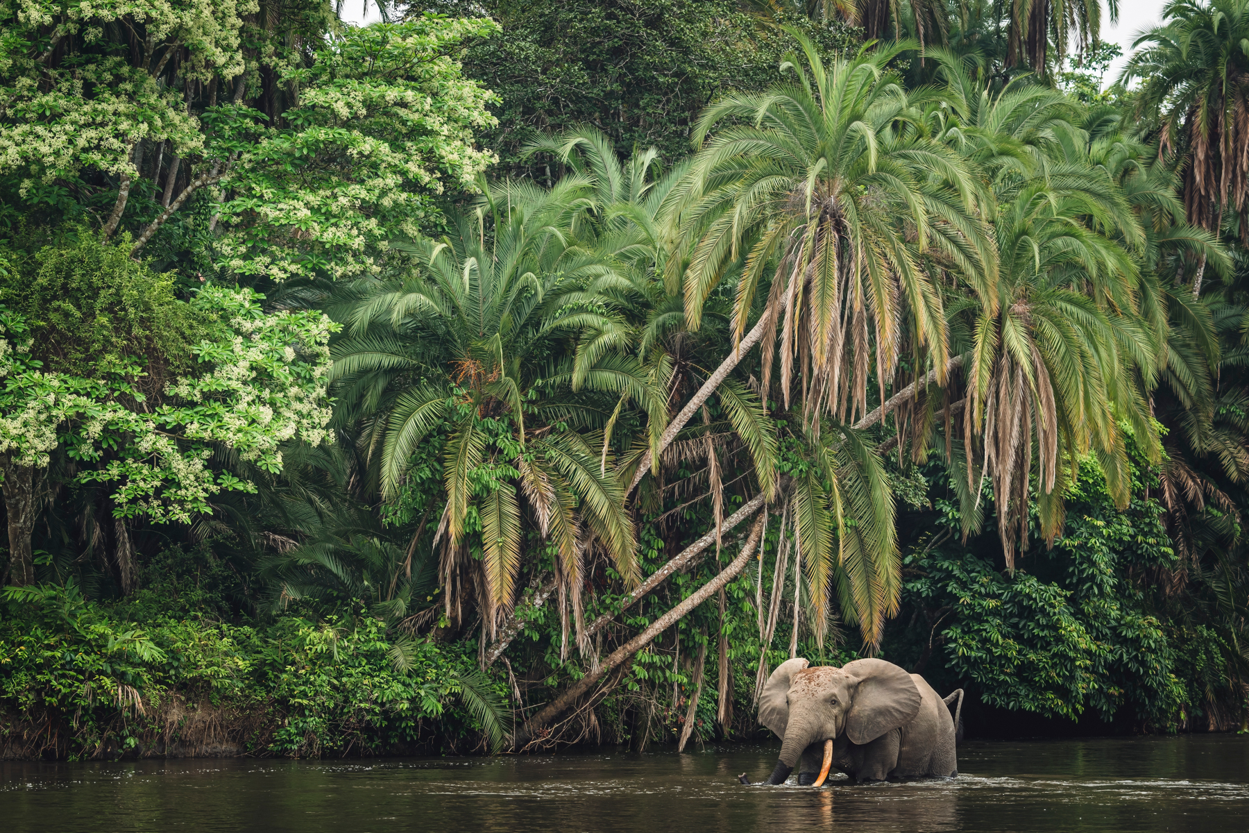An African forest elephant wades through the shallows