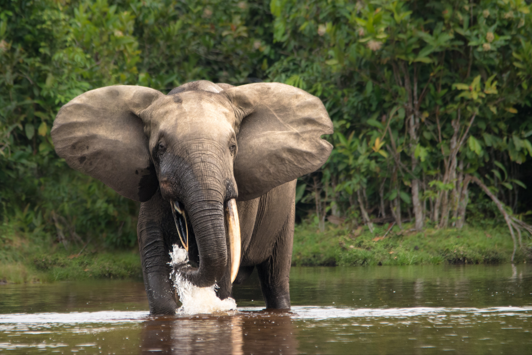 Dzangha Sangha National Park is one of the last strongholds for Forest Elephants in Africa