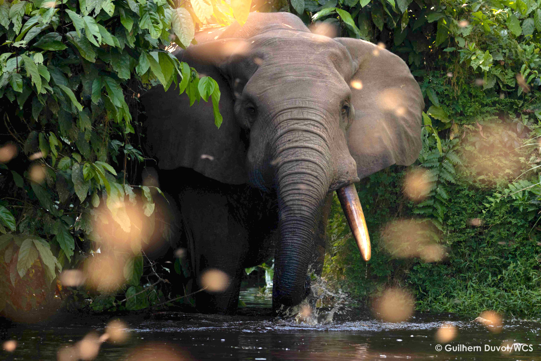 Forest Elephant (image by Guilhelm Duvot)