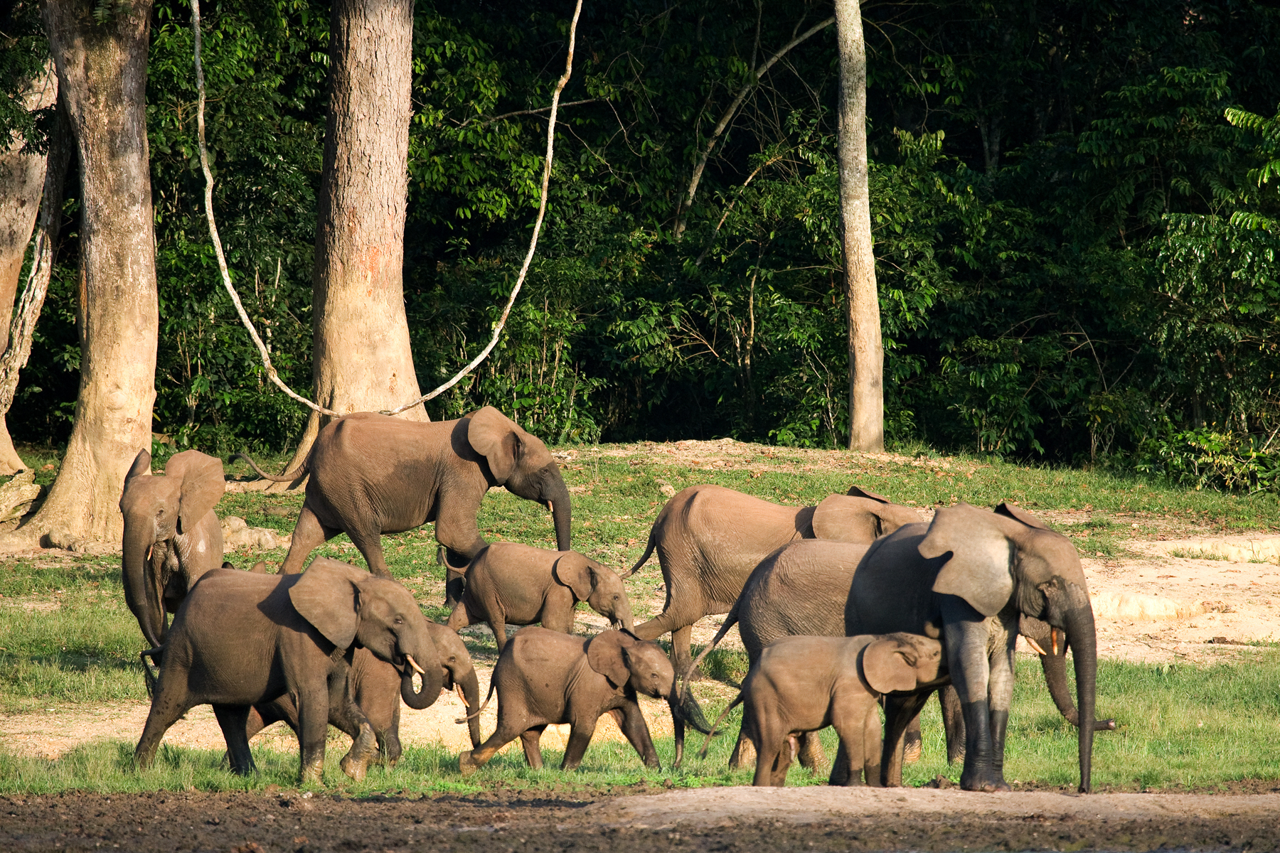 Group of forest elephants in the forest edge in the Republic of Congo
