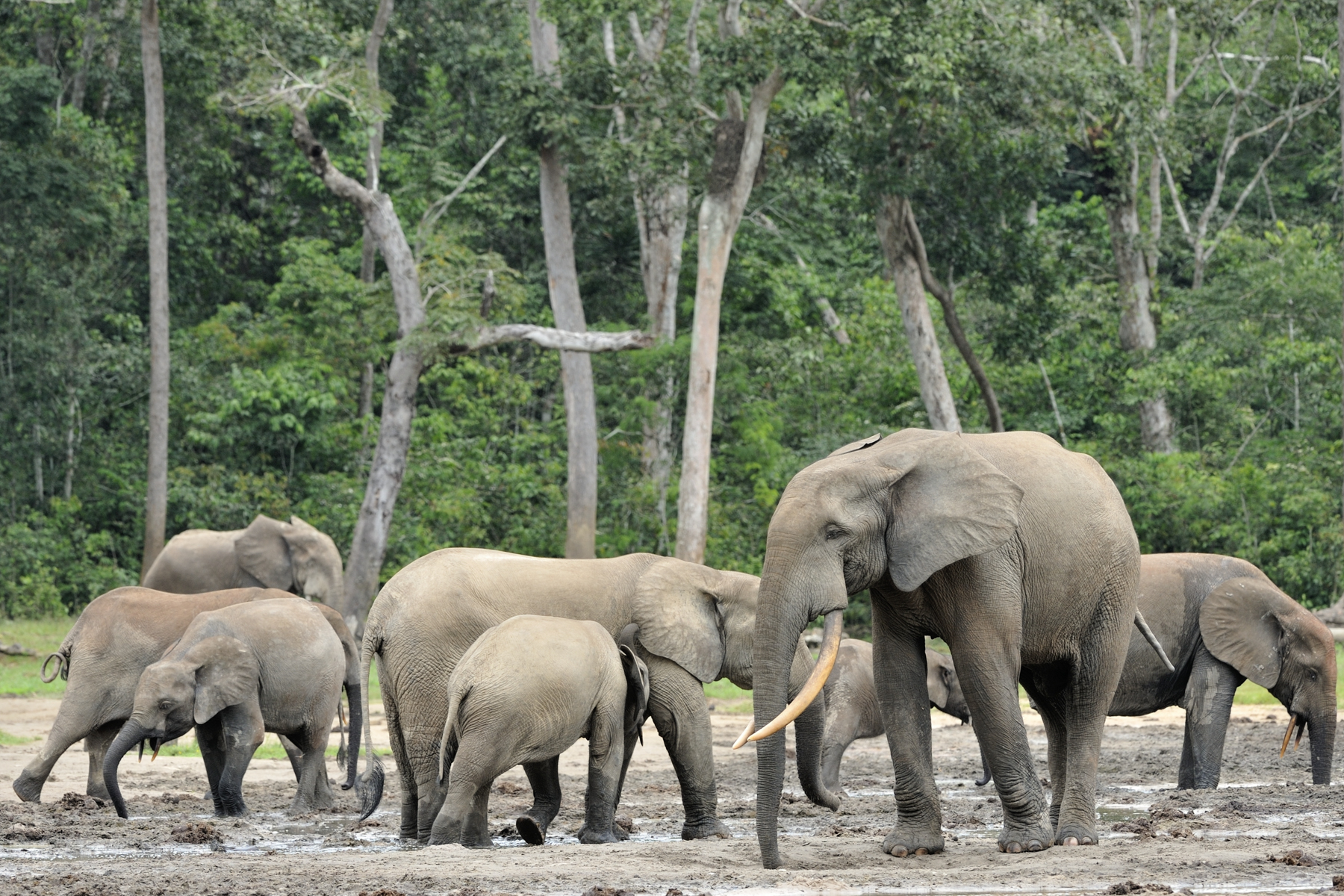 Herds of African Forest Elephants congregate in Dzangha Bai