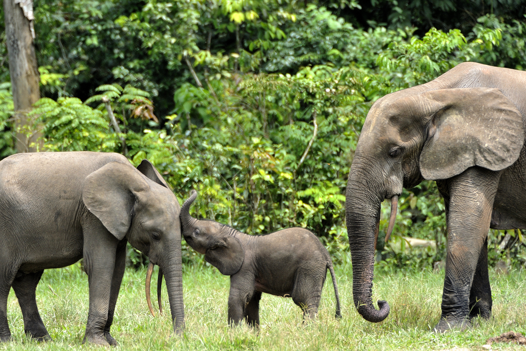 The calf of a Forest Elephant plays with members of the herd