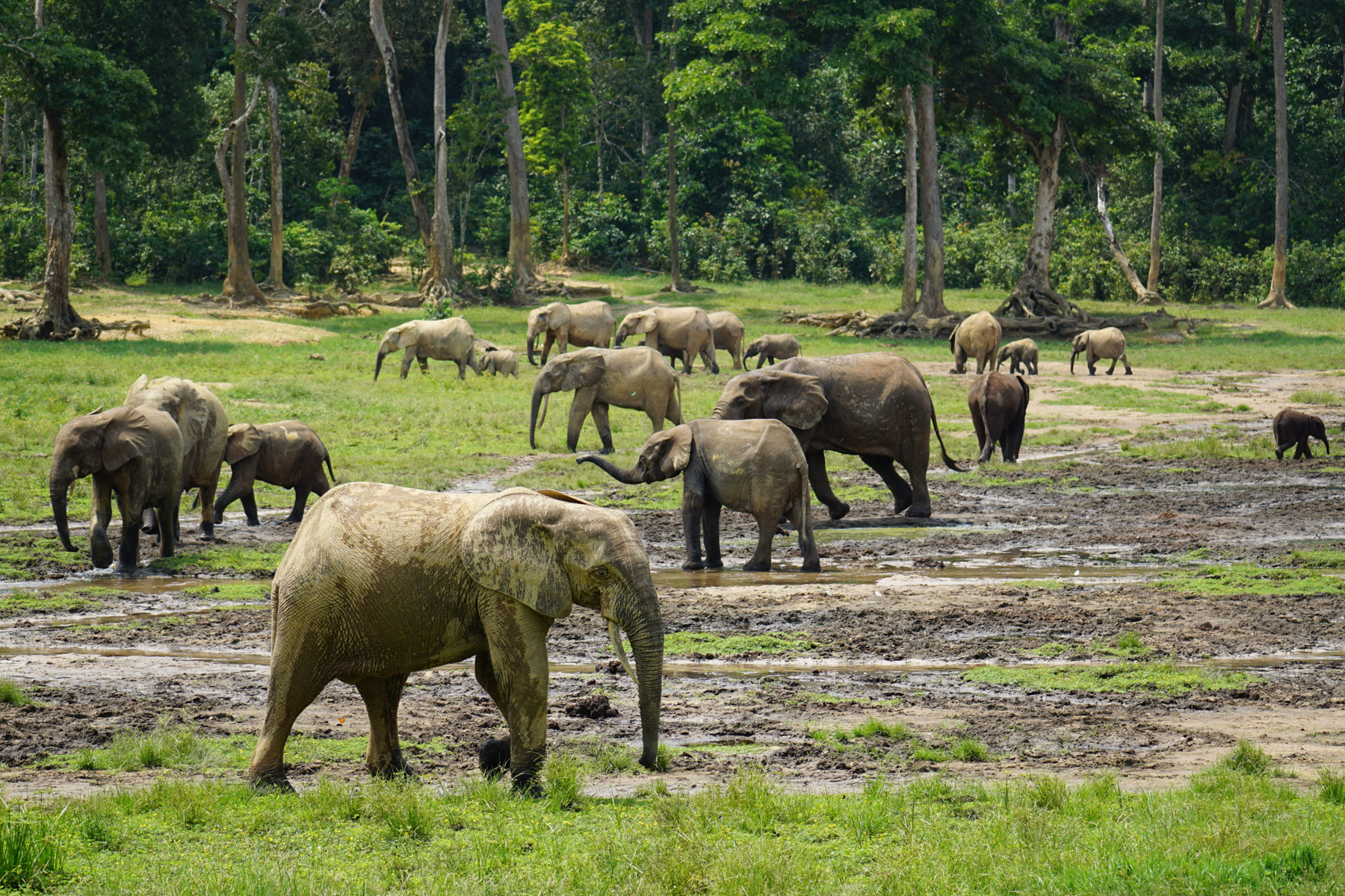Forest Elephants in Dzangha Bai (image by Expeditions Ducret)