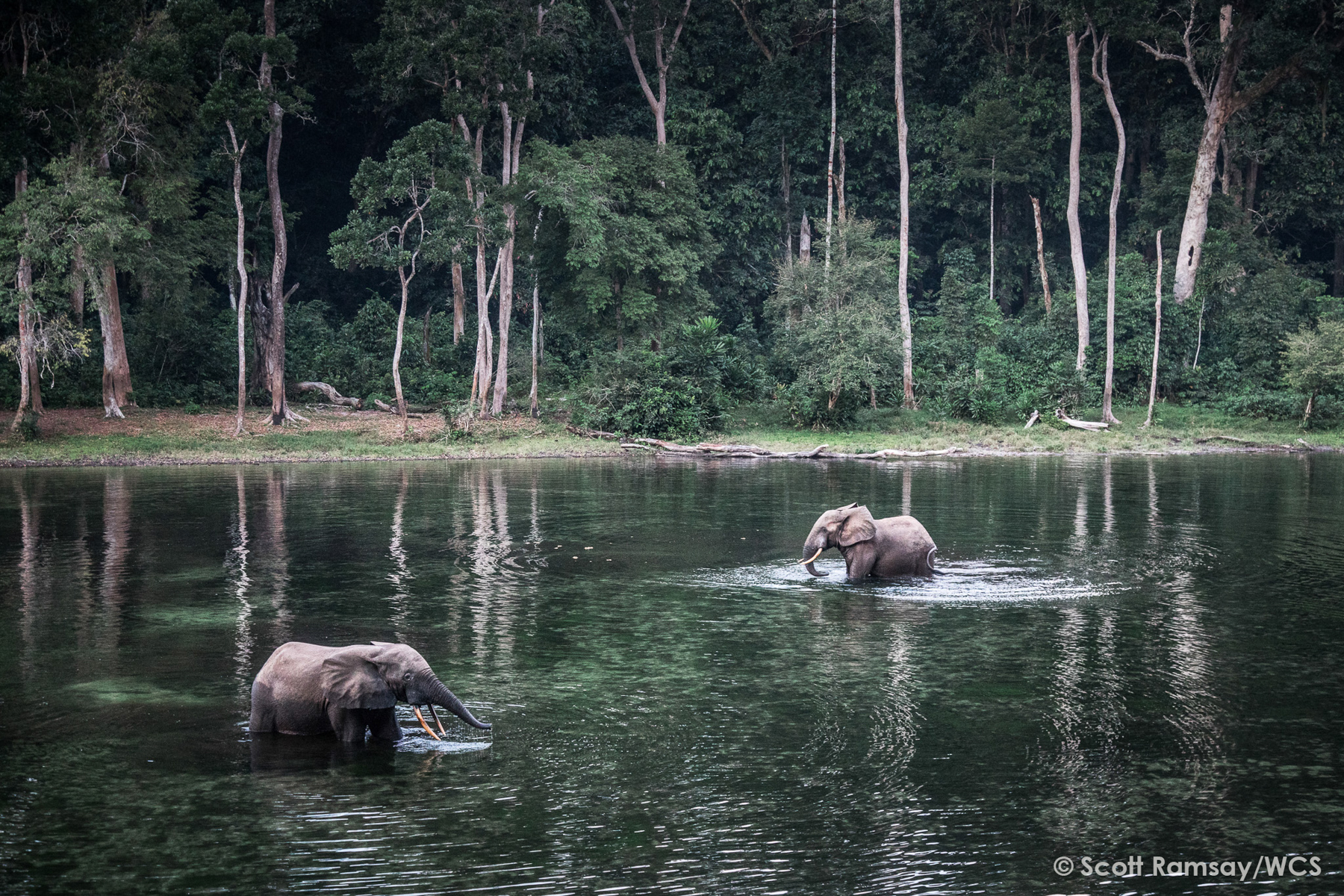Forest Elephants enjoying the crystal clear waters of a bai (image by Scott Ramsay)