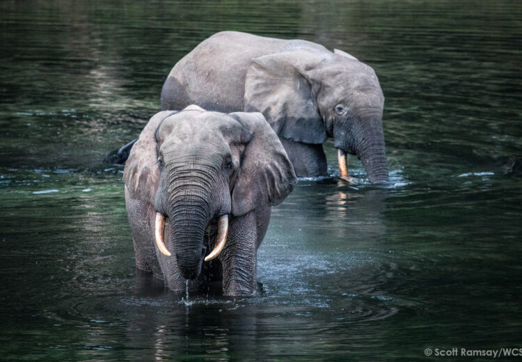 Forest Elephants (image by Scott Ramsay)