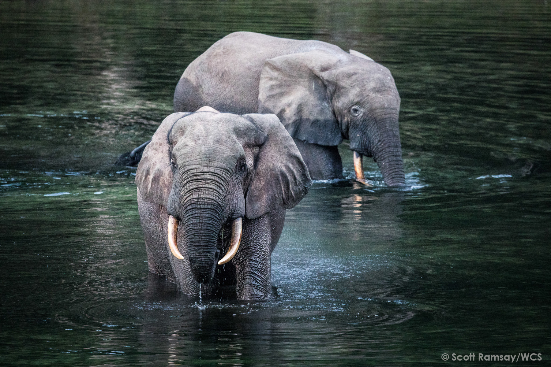 Forest Elephants (image by Scott Ramsay)