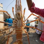 Fresh lobster at Cox's Bazaar (image by Yousuf Tushar)