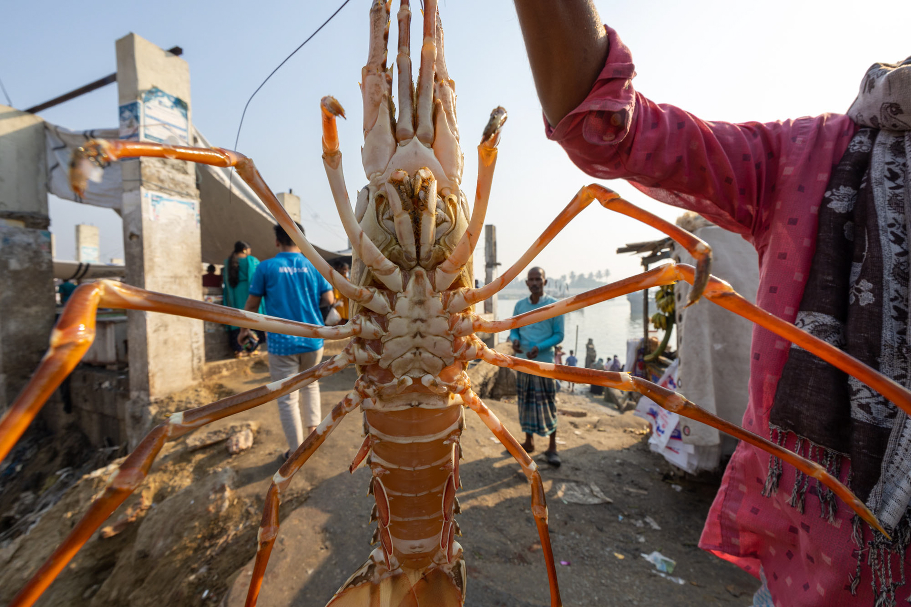 Fresh lobster at Cox's Bazaar (image by Yousuf Tushar)