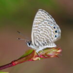 Galapagos Blue (image by János Oláh)