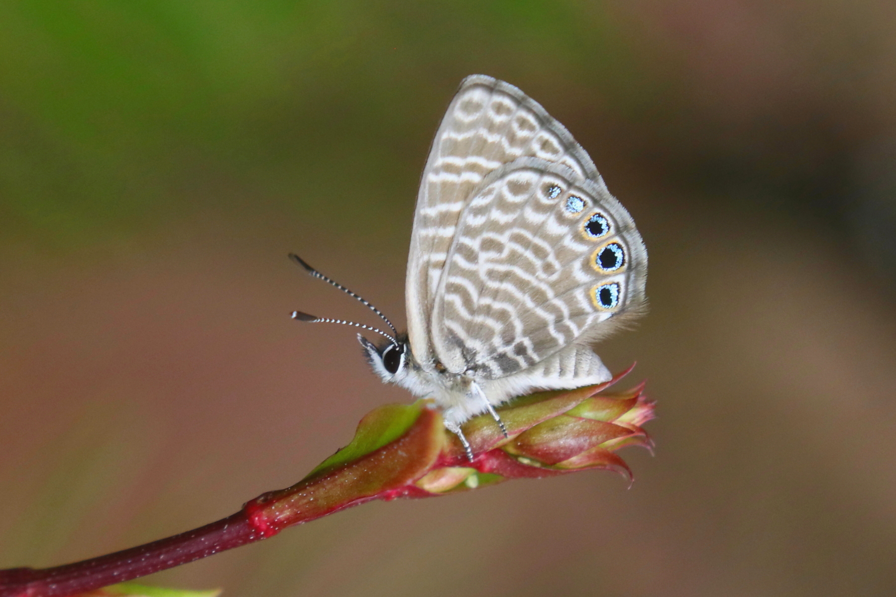 Galapagos Blue (image by János Oláh)