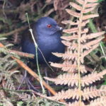 Galapagos Crake (image by János Oláh)