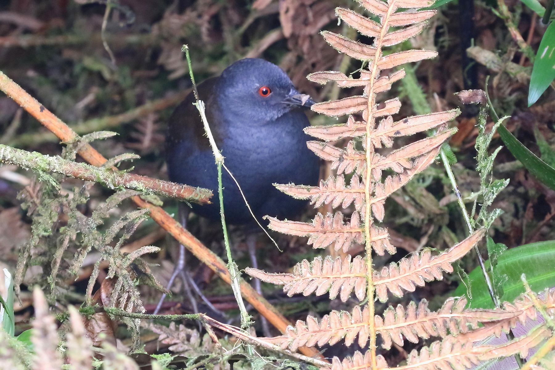 Galapagos Crake (image by János Oláh)