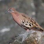 Galapagos Dove (image by János Oláh)