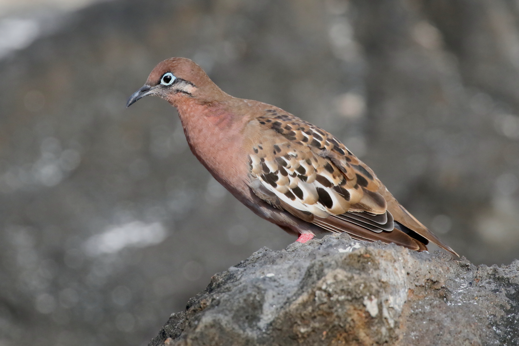 Galapagos Dove (image by János Oláh)