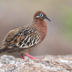 Galapagos Dove (image by János Oláh)