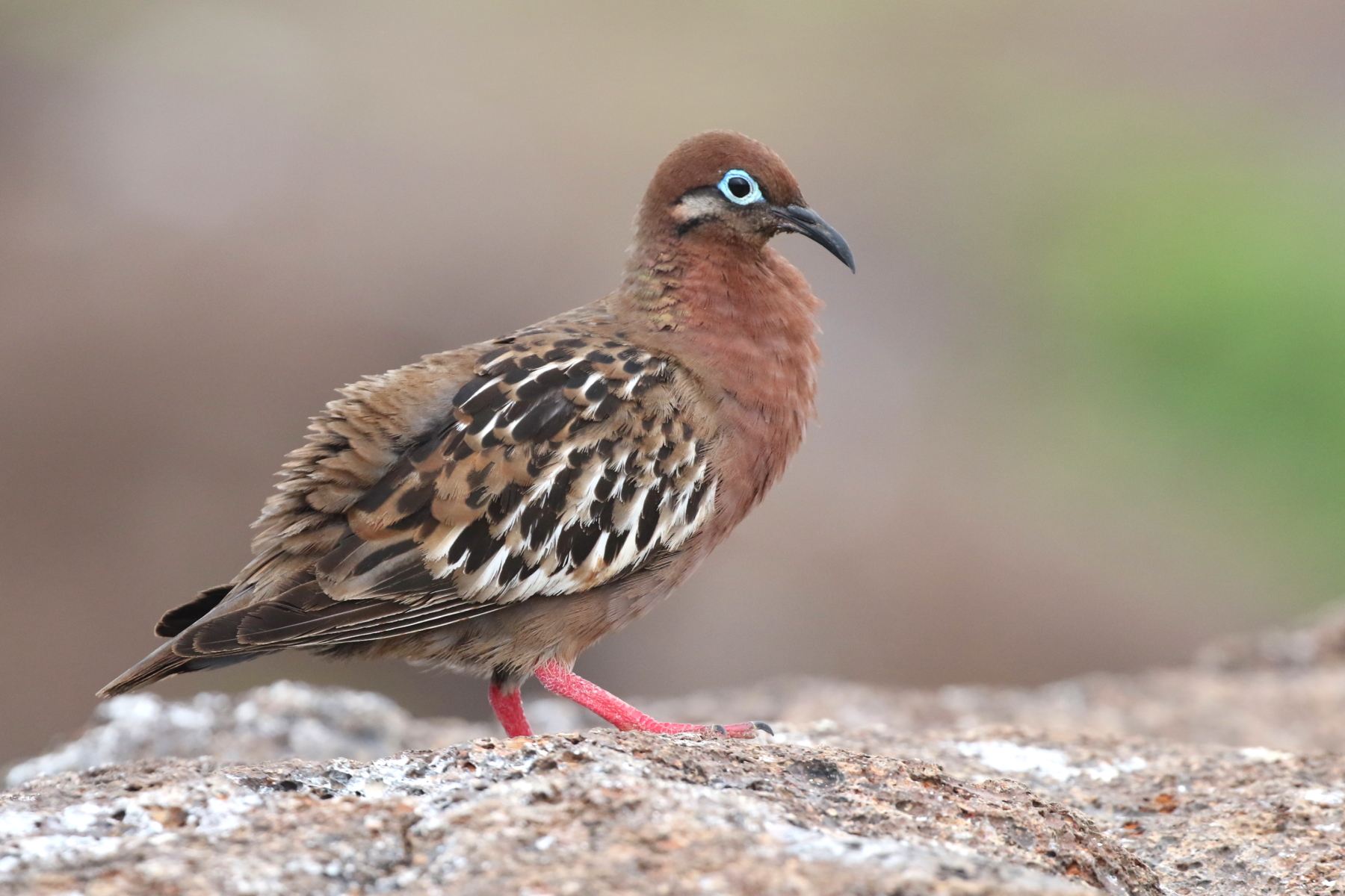 Galapagos Dove (image by János Oláh)
