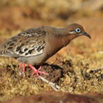 Galapagos Dove (image by János Oláh)
