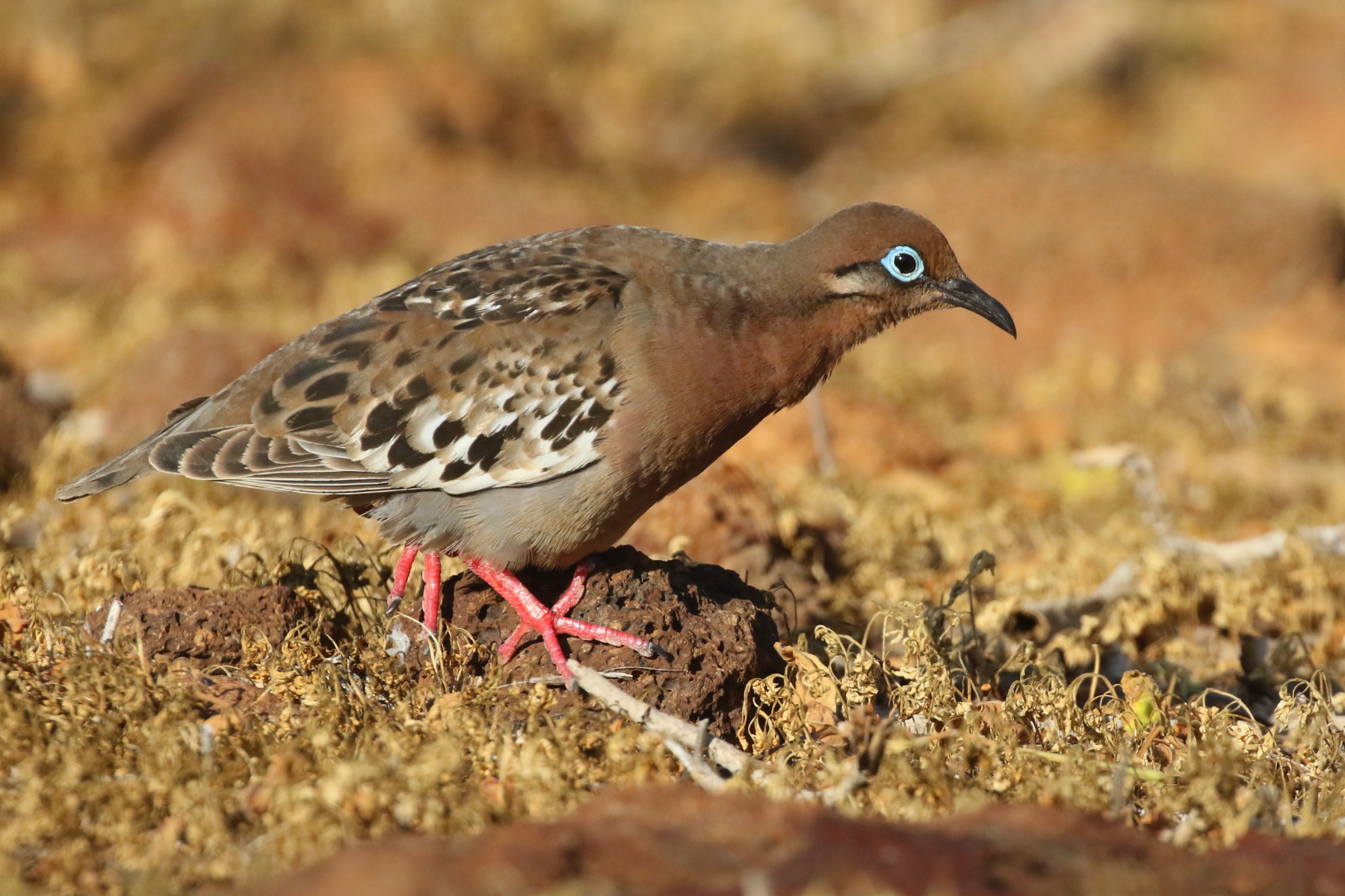 Galapagos Dove (image by János Oláh)