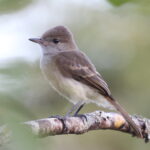 Galapagos Flycatcher (image by János Oláh)