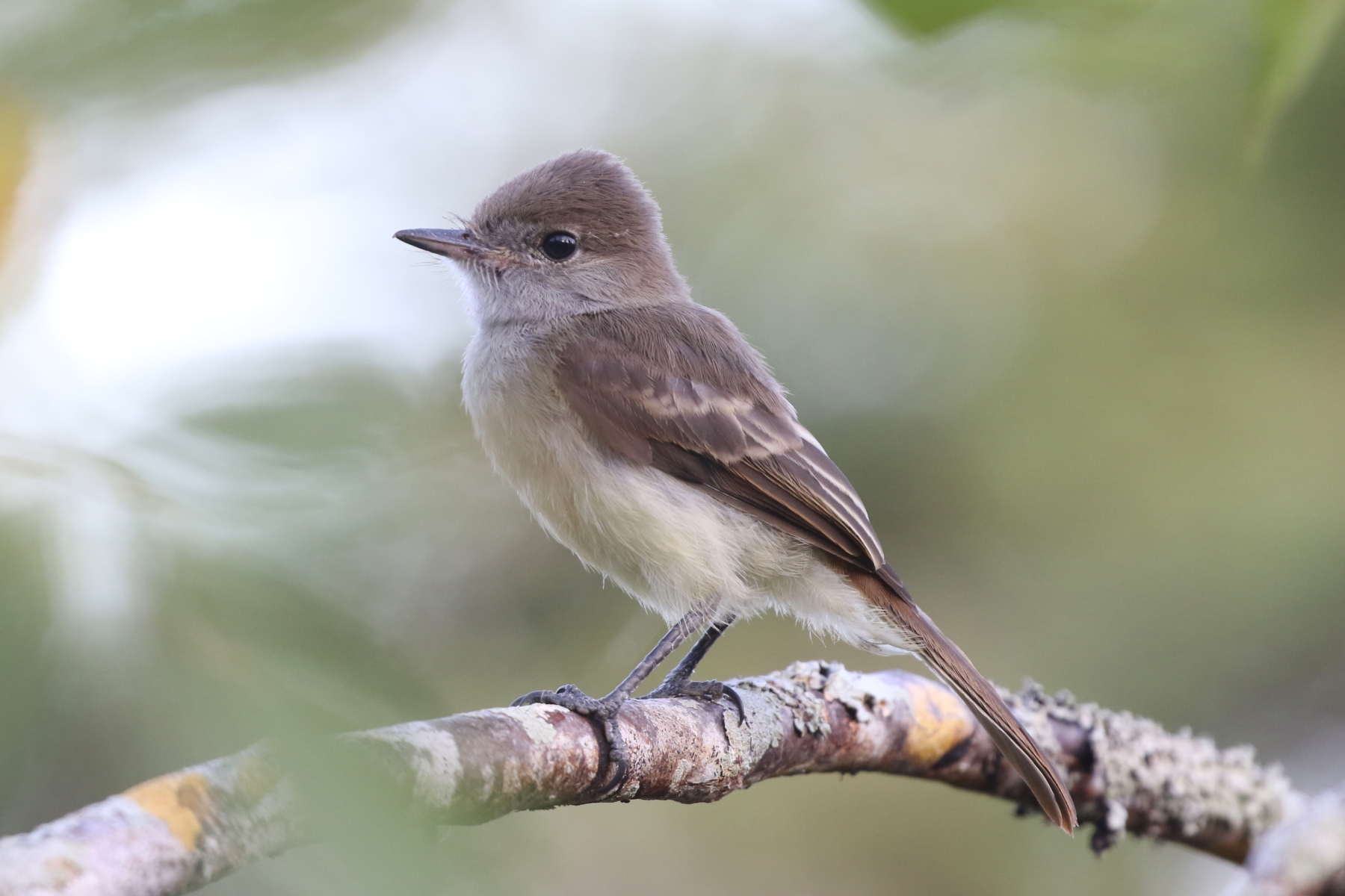 Galapagos Flycatcher (image by János Oláh)