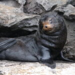 Galapagos Fur Seal (image by János Oláh)
