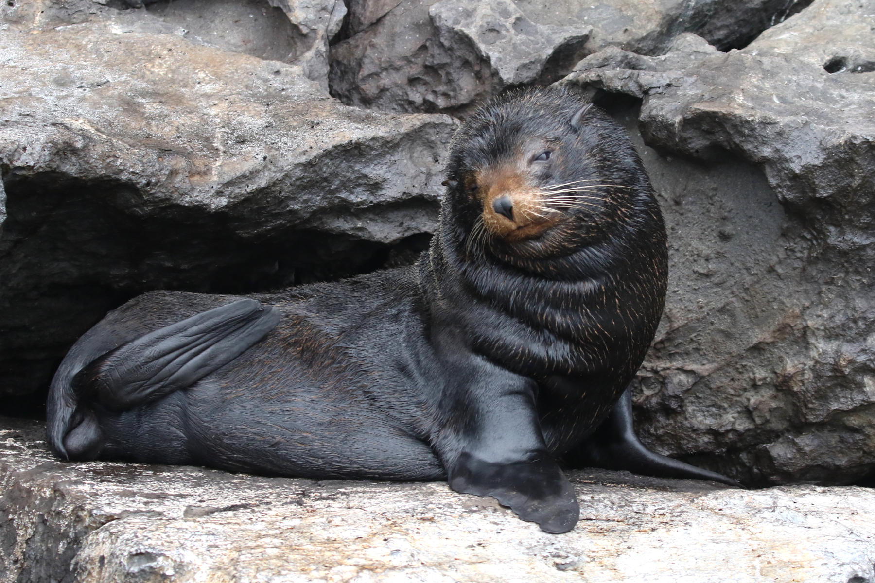 Galapagos Fur Seal (image by János Oláh)